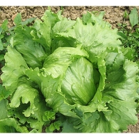 Eisbergsalat