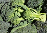 Broccoli ca. 500g/Stück Broccoli ca. 500g/Stück