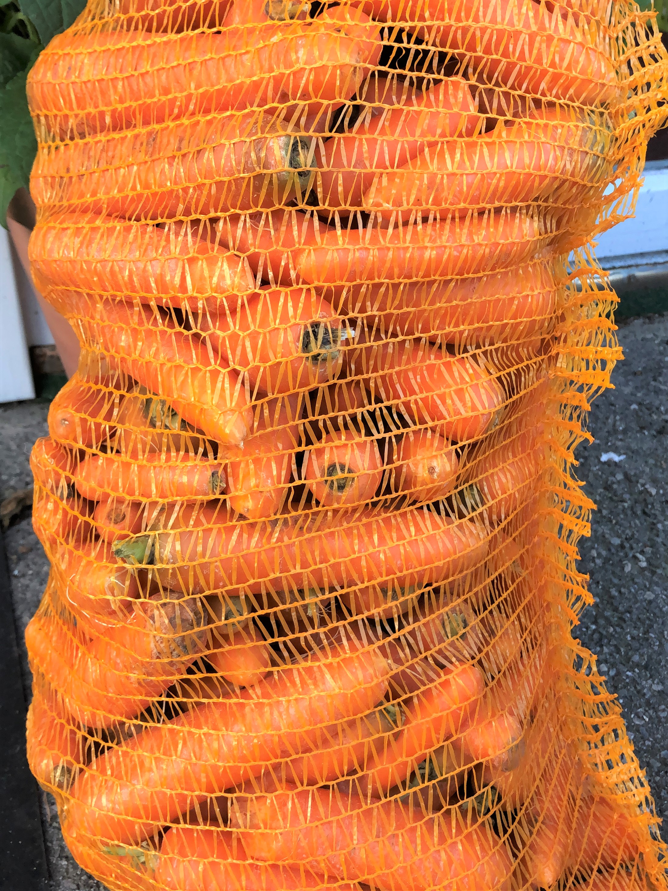 Futterkarotten 10 kg