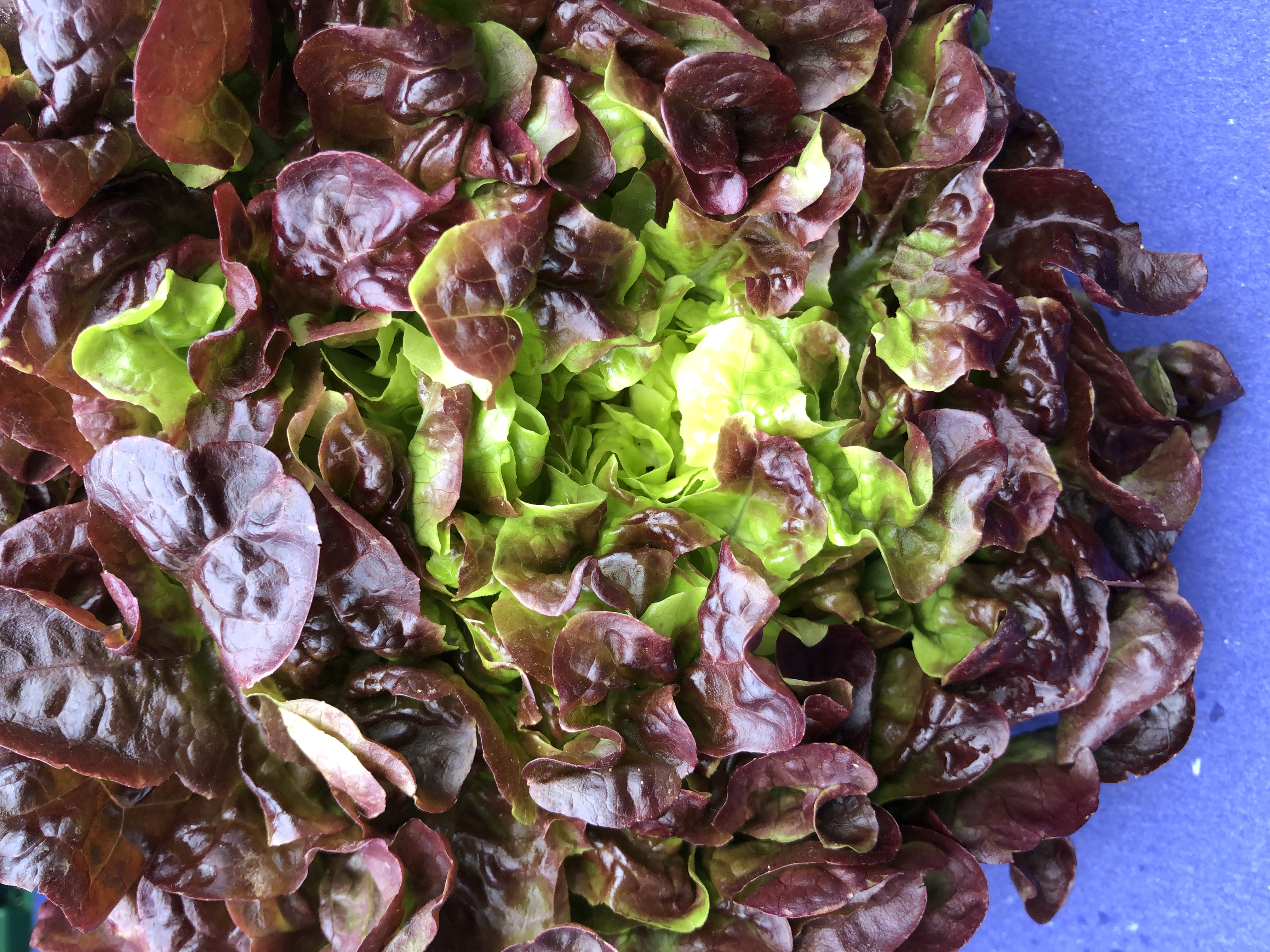 Eichblattsalat rot