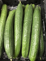 Gurken - aus der Region