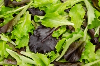 Pflücksalat