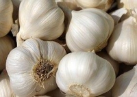 Knoblauch Knolle