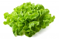 Eichblattsalat grün