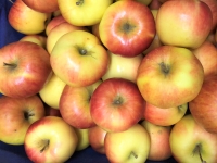 Apfel - Akane 8 kg